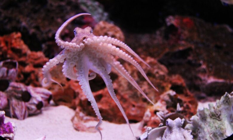 Dies ist ein kleiner Octopus. Weil man Artikel über Google damit bebildert. (Foto: Sharon Ang/Pixabay)