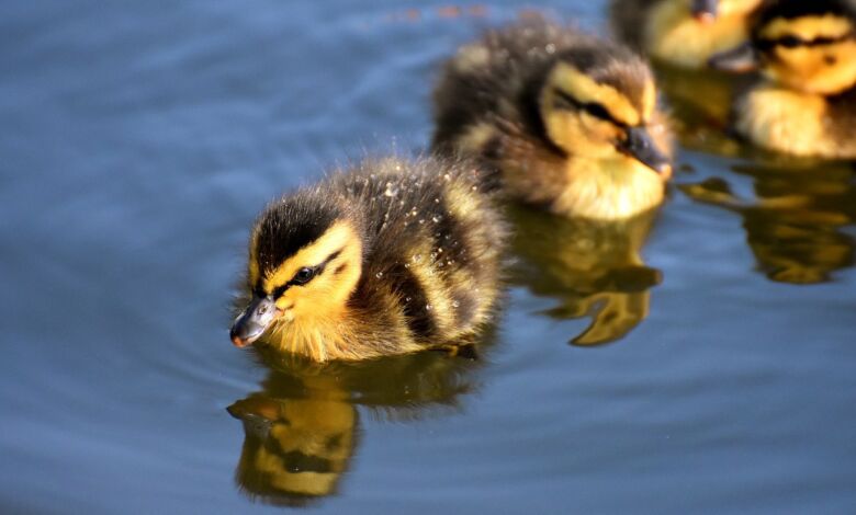 Go, DuckDuck, Go! (Foto: Alexas_Fotos/Pixabay)