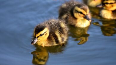 Go, DuckDuck, Go! (Foto: Alexas_Fotos/Pixabay)