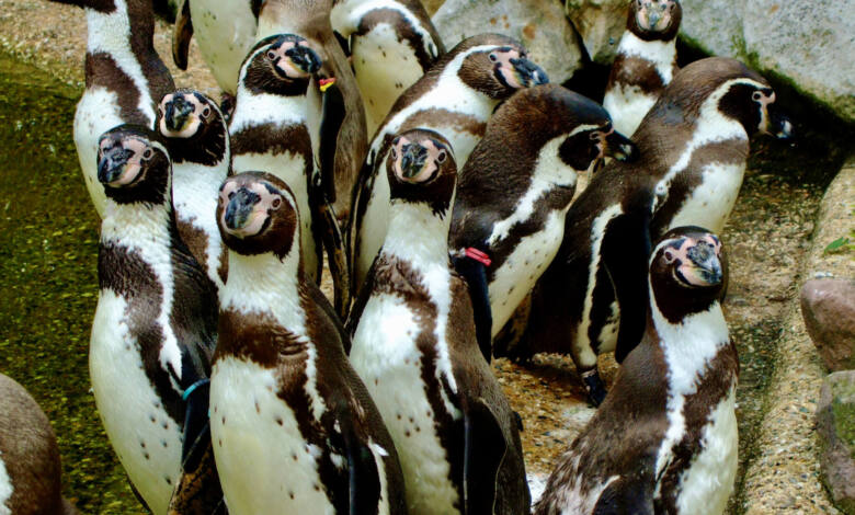 Angriff der Pinguine (Foto: Christian Rentrop)